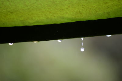 Close-up of water drops on leaf