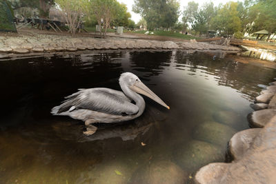 Duck swimming in lake