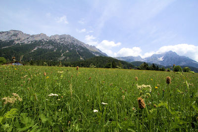 Scenic view of field against sky