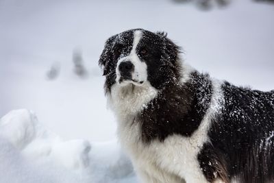 Close-up portrait of a dog