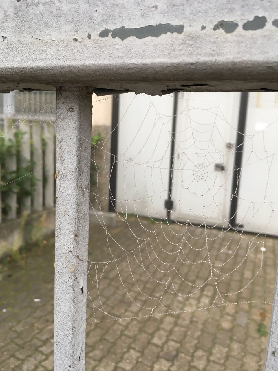 CLOSE-UP OF SPIDER WEB AGAINST BUILDING