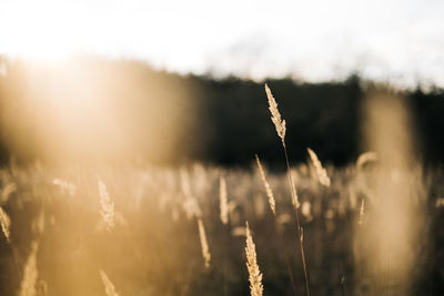 Close-up of stalks in field against sky