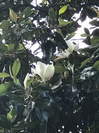 Close-up of plant against tree