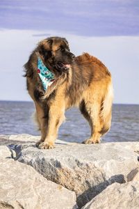 Dog standing on rock by sea against sky