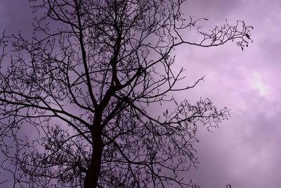 Low angle view of bare tree against sky