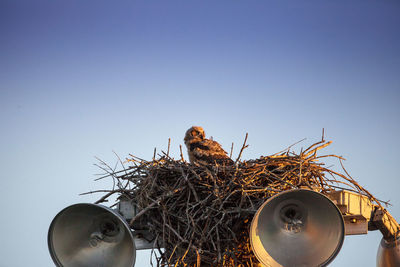 Great horned owlet bubo virginianus perches in its nest on top of a light post in everglades city