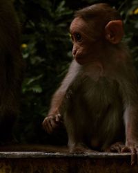 Close-up of monkey sitting on tree