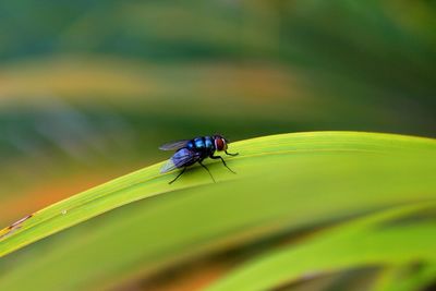 Close-up of fly on leaf