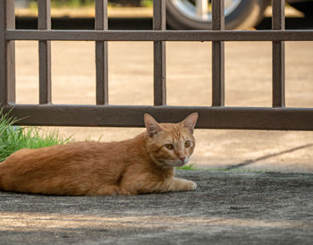 Portrait of a cat resting