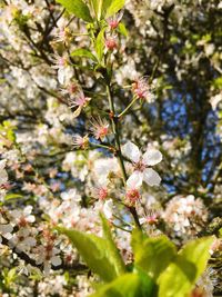 Close-up of honey bee on tree