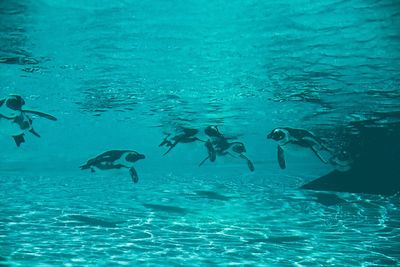 People swimming in sea