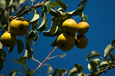 Low angle view of fruits growing on tree against blue sky