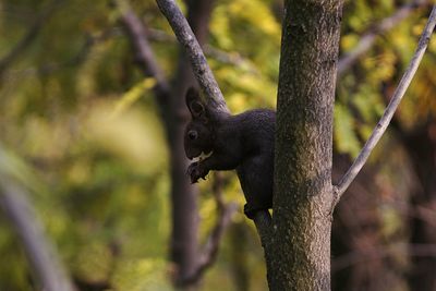 Close-up of lizard on tree trunk