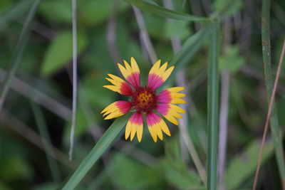 Close-up of yellow flower