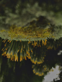 Close-up of yellow leaves