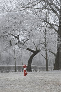 Bare trees against sky
