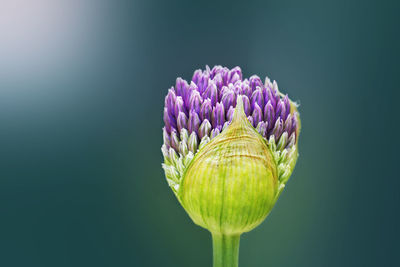 Close-up of purple flower blooming against white background
