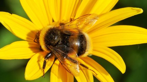 Close-up of bee on yellow flower