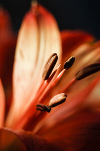 Close-up of flower