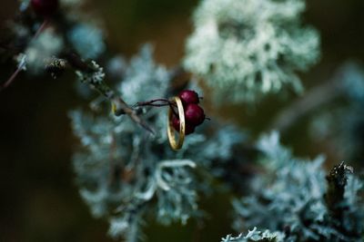 Close-up of red flowering plant against blurred background