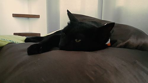 Close-up of cat lying on sofa