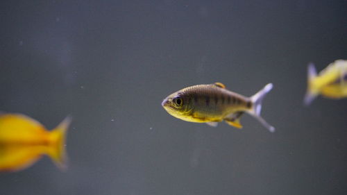 Barulis canarensis or orange fin hill trout