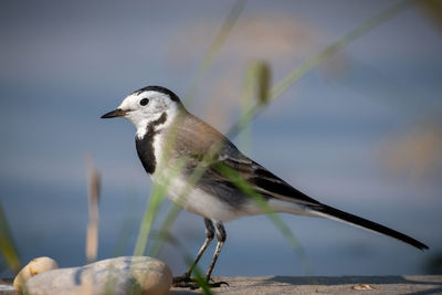 Close-up of bird perching