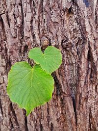 Close-up of heart shape tree trunk