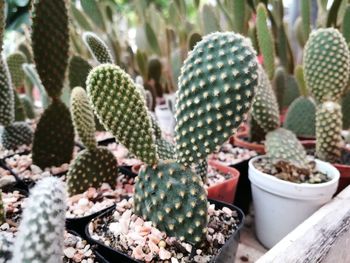 Close-up of succulent plants growing on potted plant