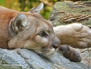 Close-up of a cat resting on rock