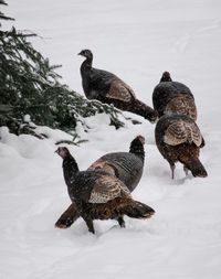 Pigeons on snow covered land