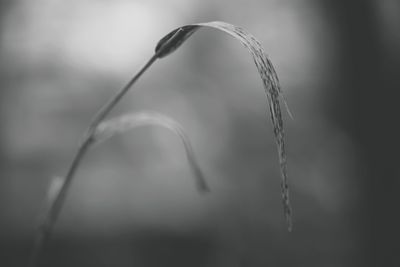 Close-up of water drop on plant