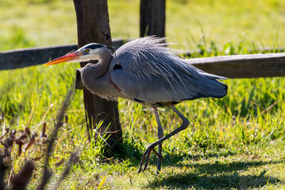 View of a great blue heron on field