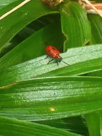 Close-up of insect on leaf