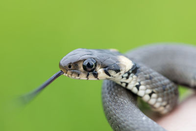 Close-up of lizard