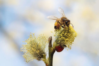 Close-up of bee pollinating on flower