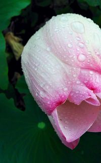 Close-up of pink flower