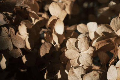 Autumn dry flowers background. textured hydrangea petals close-up. stylish floral poster. soft focus