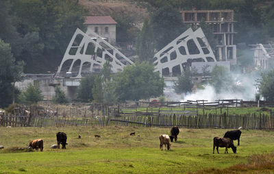 Horses grazing on field