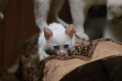 Close-up of a kitten