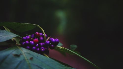 Close-up of purple flower buds growing on plant