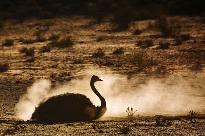 View of birds on land