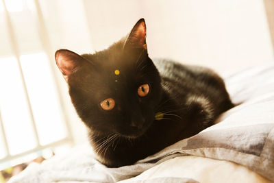 Portrait of black cat relaxing on bed at home