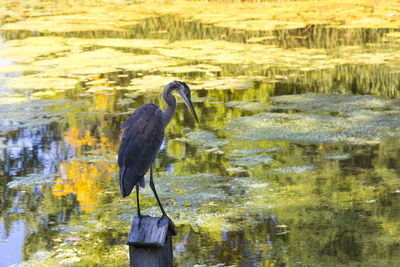 High angle view of gray heron perching on a lake