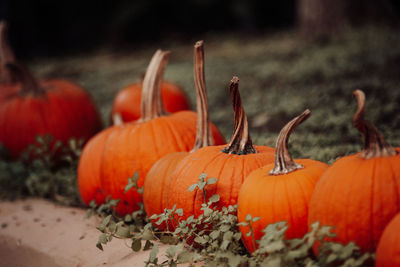 Close-up of pumpkins on field