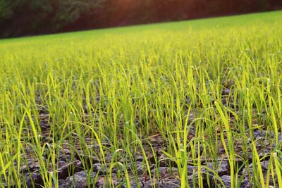 Crops growing on field