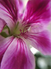 Close-up of pink flower