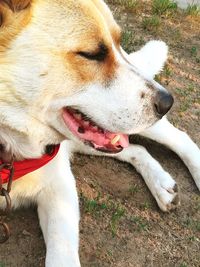 Close-up of a dog looking away