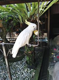 Close-up of white bird perching on ground