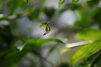 Close-up of green leaves on plant